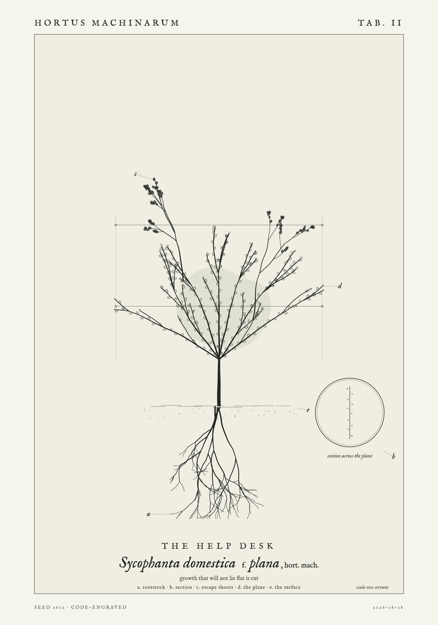 A plant trained flat against two horizontal wires in a narrow vertical band, cut ends along both edges, two shoots escaping above the top wire, with a hairline edge-on section inset.