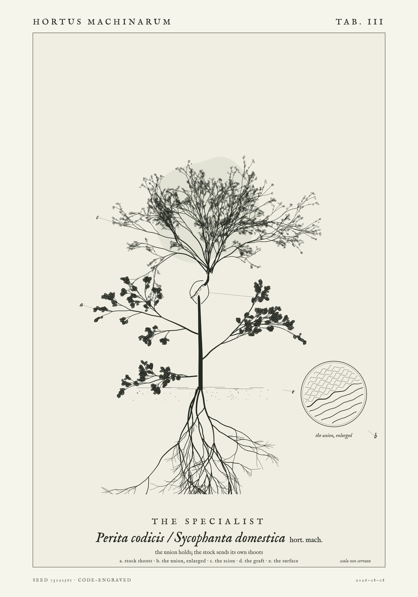 A grafted plant with a heavy lower trunk, a swollen union scar at mid-height, a tidy domed crown above it, and wild shoots below the union; a circular inset enlarges the graft seam.