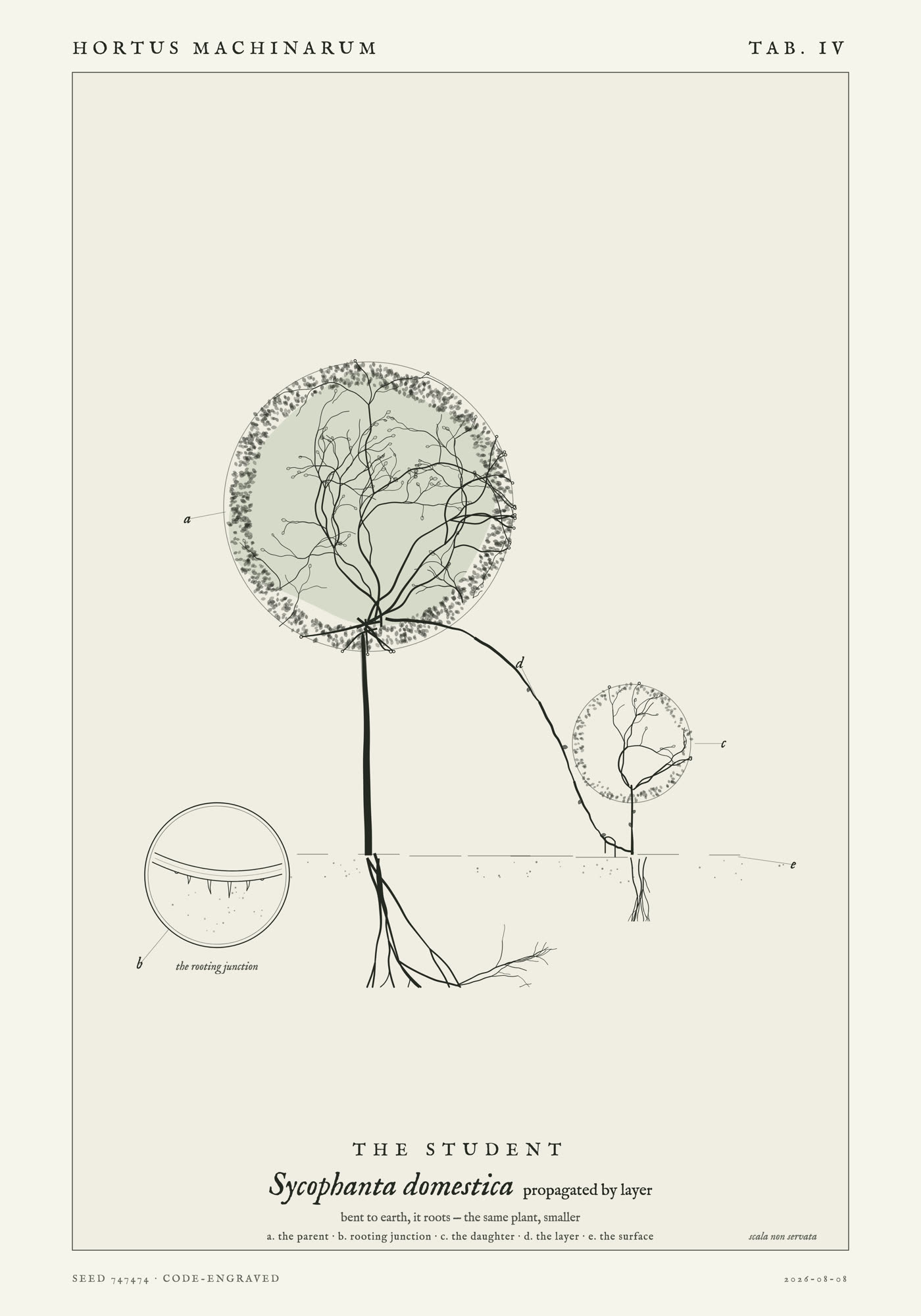 A clipped parent shrub with one branch arcing down into the soil, where a smaller daughter ball of the same form rises from the buried bend.