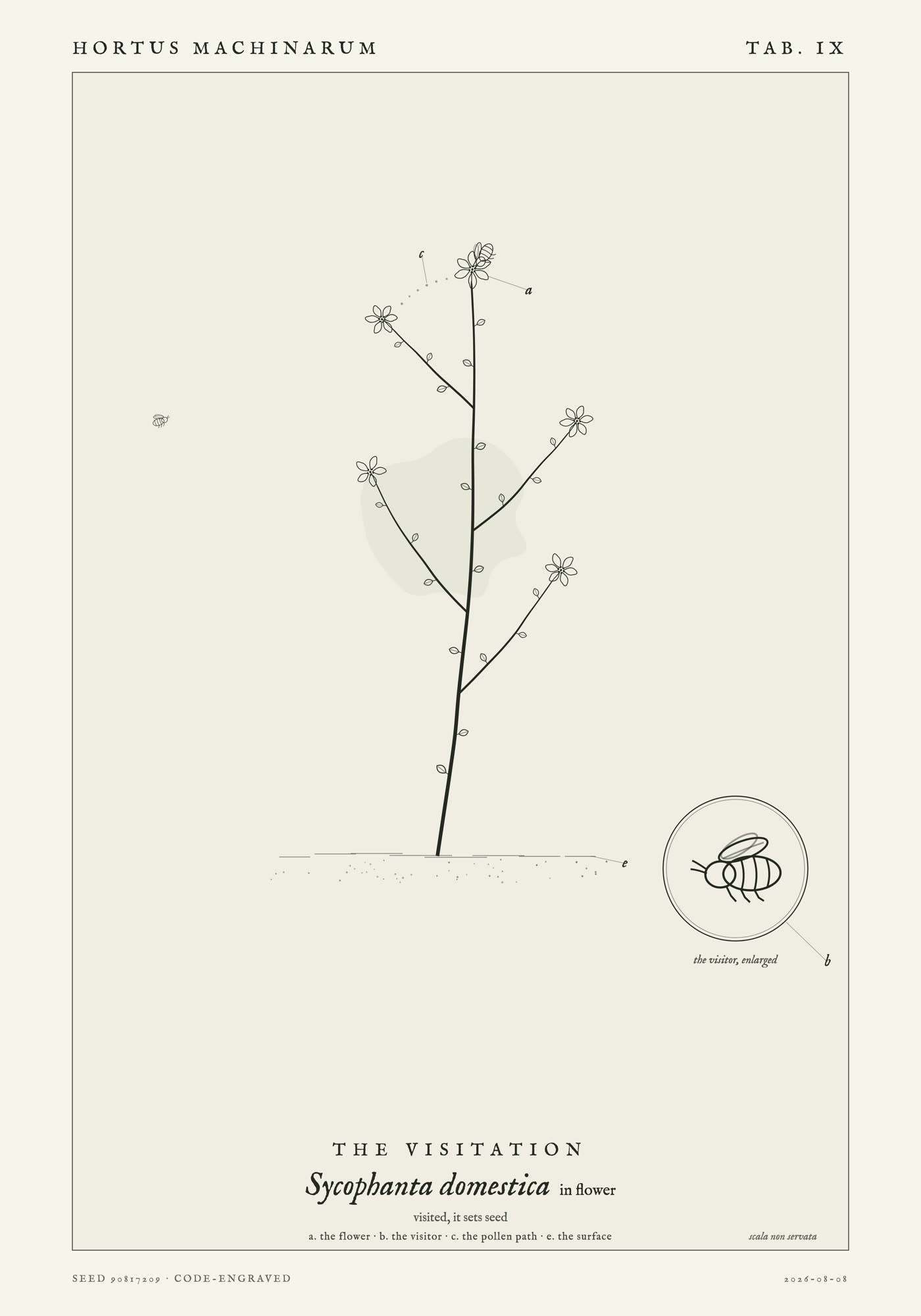 An unclipped flowering branch with small umbels at every tip, a bee with its head dipped into the topmost flower and a second bee approaching from the margin along a dotted arc.
