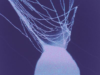 Abstract pale bulb sprouting fine threadlike tendrils that fan upward and outward against a deep indigo background.