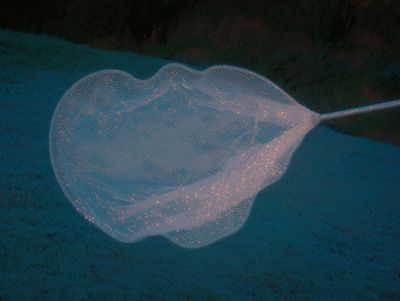 A glowing empty butterfly net resting on dusky blue grass at twilight, its fine mesh catching faint light